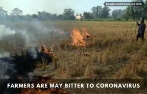 Farmers are burning Narwai may bitter to coronavirus