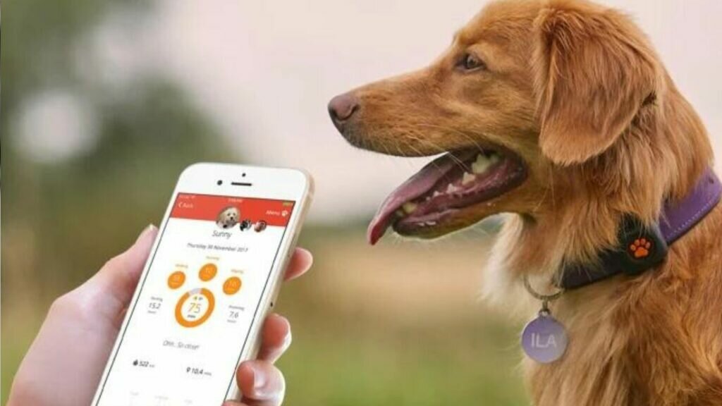 seattle based pet services app